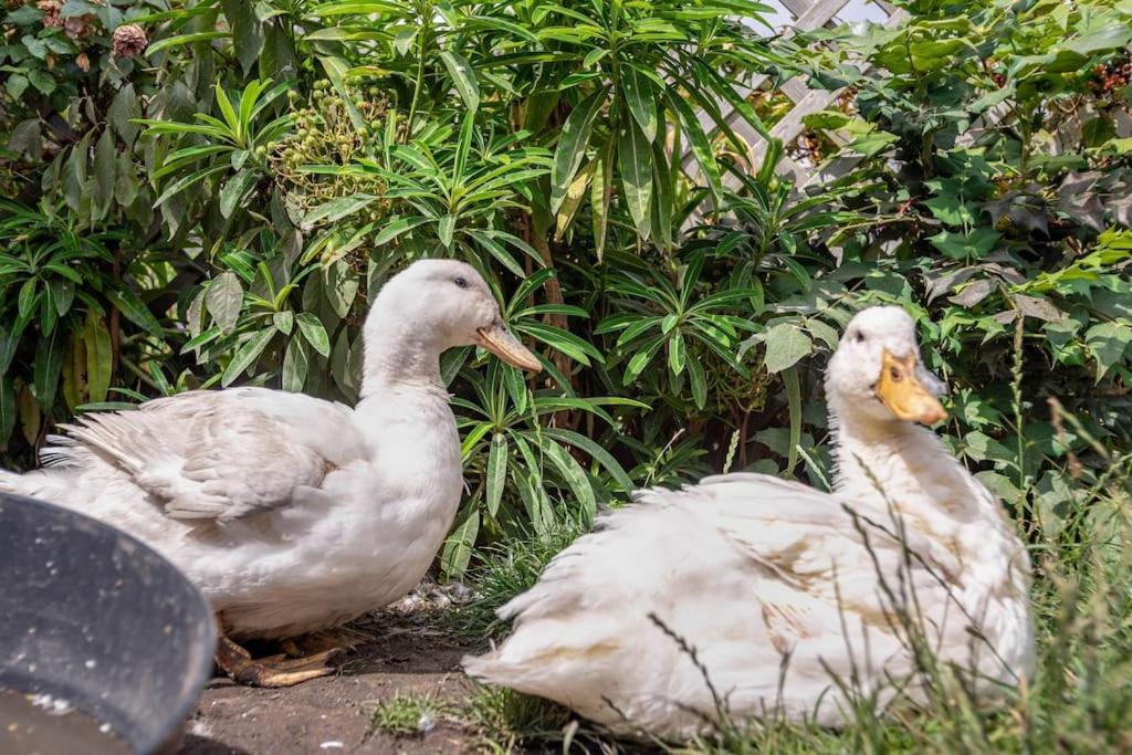 Duck Terrace With Gym Duckling Stays Kibworth Harcourt 외부 사진