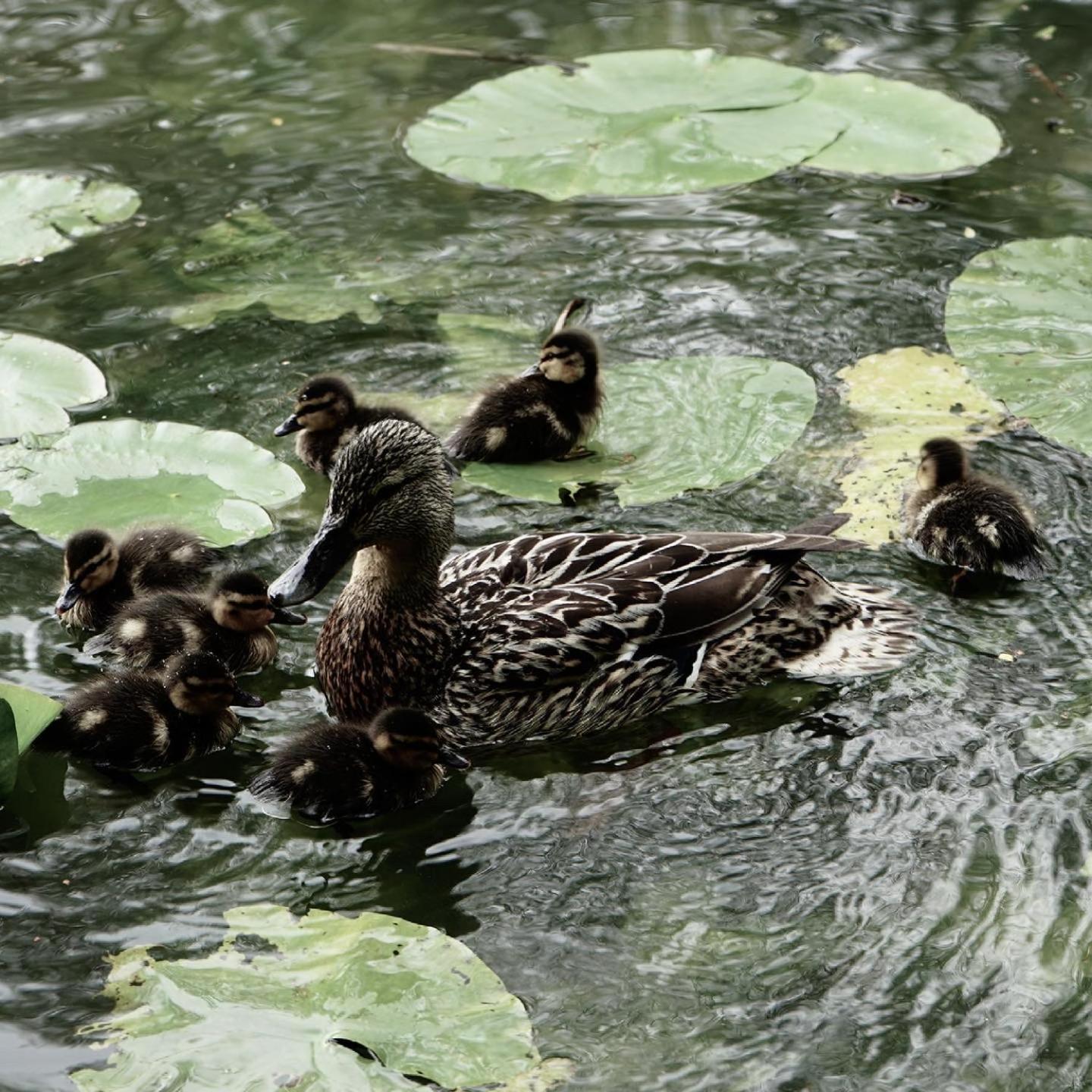 Duck Terrace With Gym Duckling Stays Kibworth Harcourt 외부 사진